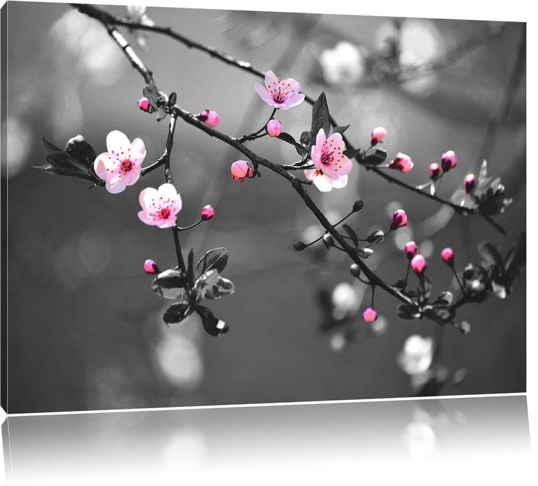 Pixxprint Exotische Sakura Blüten, Leinwandbild