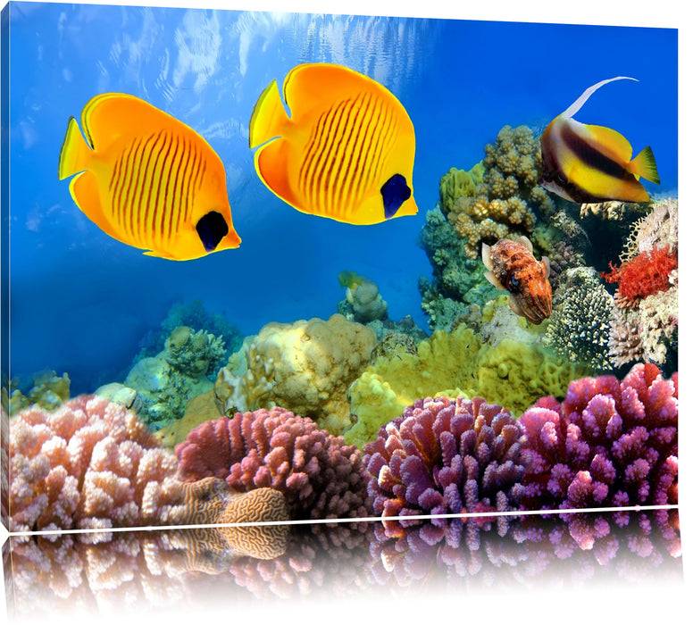 Pixxprint Fische Korallenriff, Leinwandbild