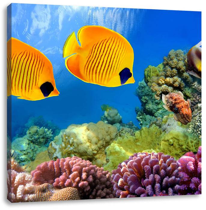 Pixxprint Fische Korallenriff, Leinwandbild Speichern exportieren