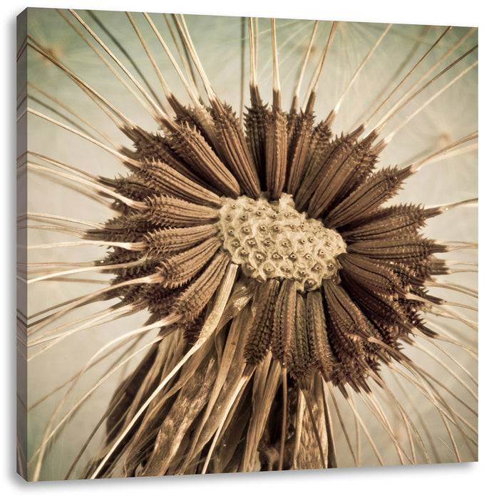 Pixxprint Vertrocknete Pusteblume, Leinwandbild Meist gekauft