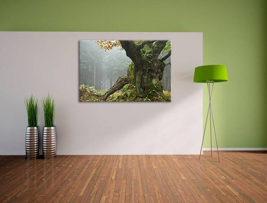 Pixxprint Dicker Baum im Wald im Moos, Leinwandbild Blitzverkäufe