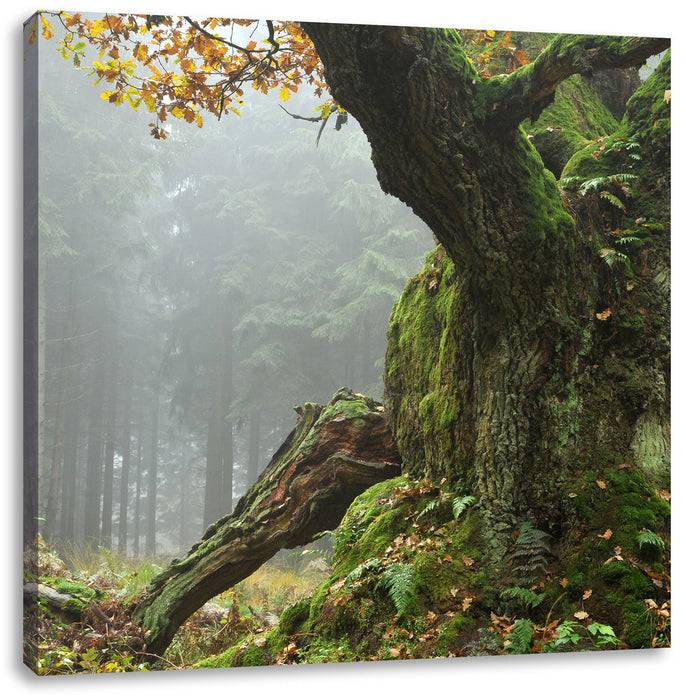 Pixxprint Dicker Baum im Wald im Moos, Leinwandbild Blitzverkäufe