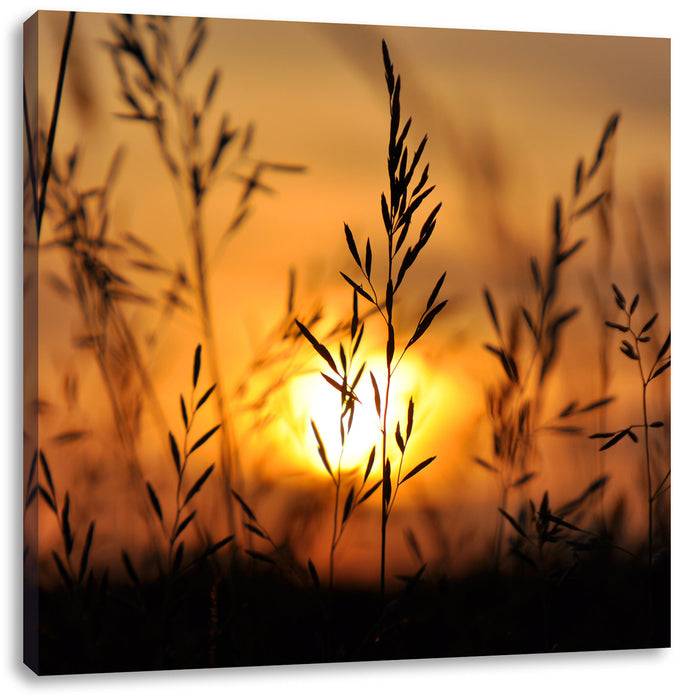 Pixxprint Gras bei Sonnenuntergang, Leinwandbild Günstig kaufen