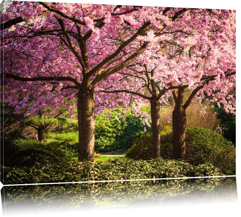 Pixxprint Rosa blühende Kirschbäume, Leinwandbild Versandkostenfrei