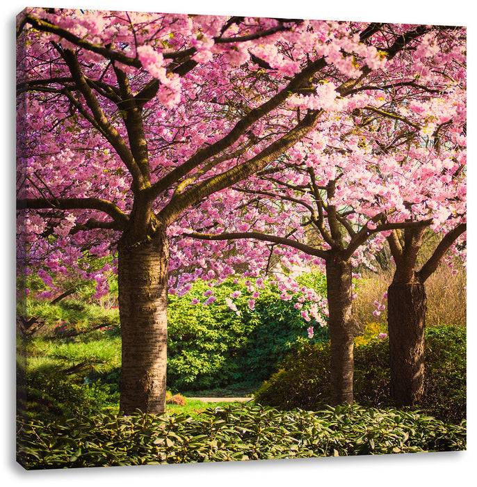 Pixxprint Rosa blühende Kirschbäume, Leinwandbild Versandkostenfrei