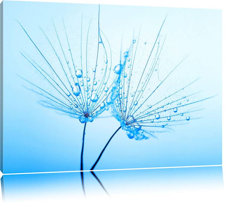 Pixxprint Pusteblumen mit Tautropfen, Leinwandbild Flash Sale