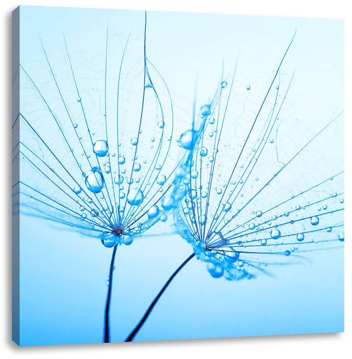 Pixxprint Pusteblumen mit Tautropfen, Leinwandbild Flash Sale