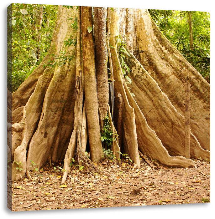 Pixxprint Mächtiger Urwald Baum, Leinwandbild Begrenztes Angebot