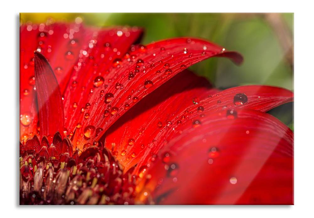 Pixxprint Tautropfen auf roter Blume, Glasbild Begrenzt auf 3 Tage