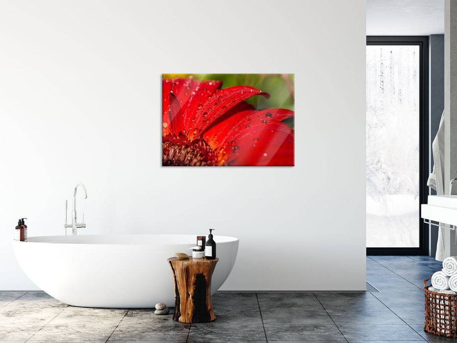 Pixxprint Tautropfen auf roter Blume, Glasbild Begrenzt auf 3 Tage