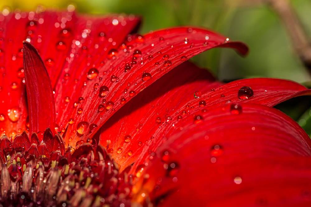 Pixxprint Tautropfen auf roter Blume, Glasbild Begrenzt auf 3 Tage