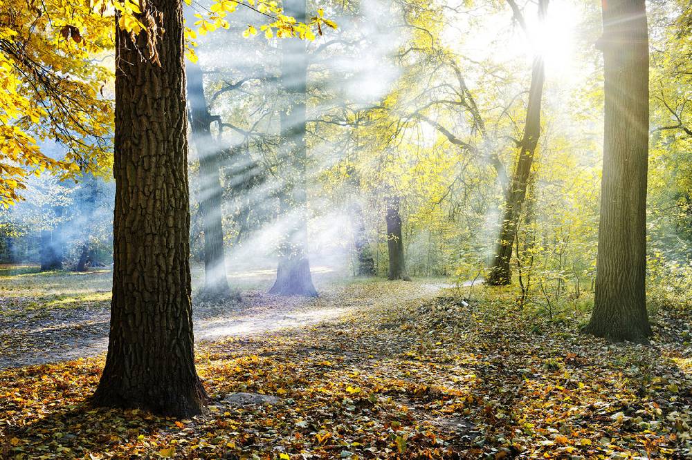 Pixxprint Sonnenstrahlen im Wald, Glasbild Black Friday Preise