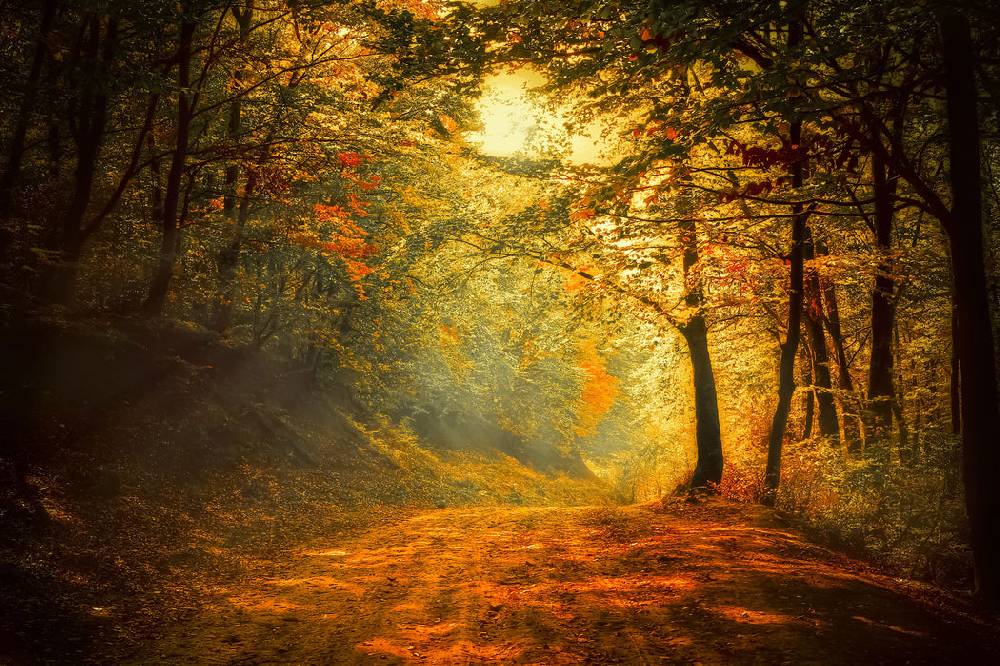 Pixxprint Wald, Glasbild Im Verkauf