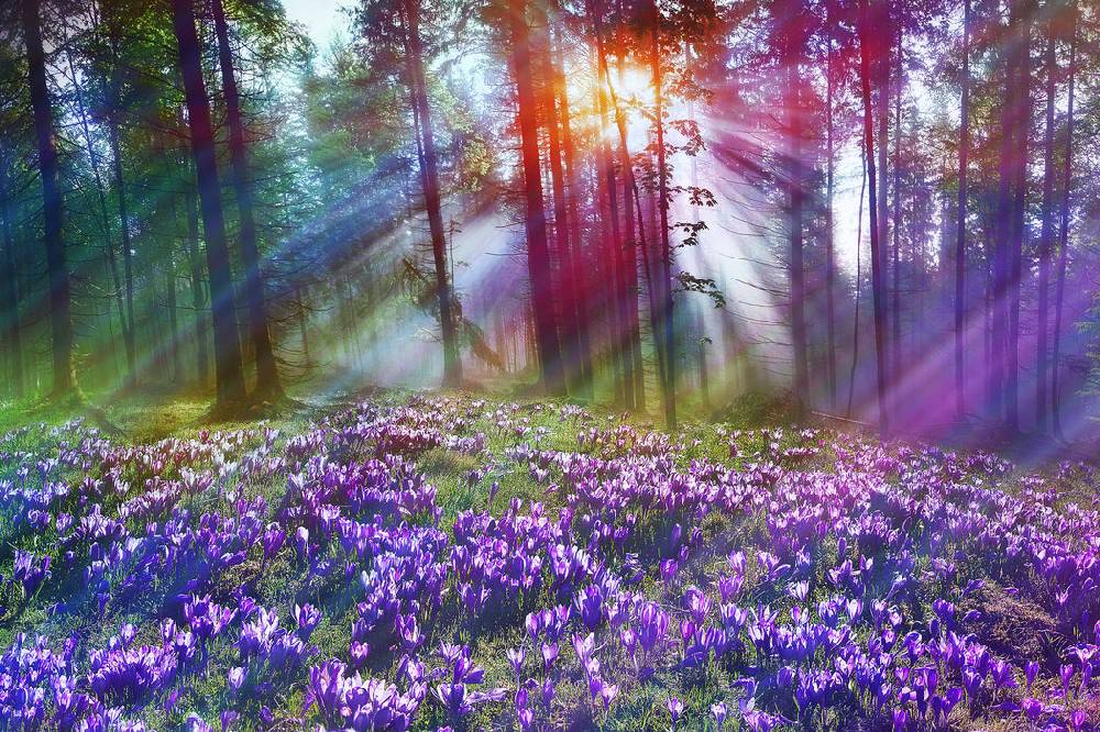 Pixxprint Krokusse im Wald, Glasbild zollfrei