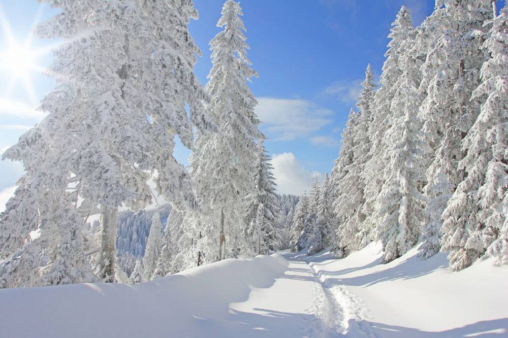 Pixxprint Winterlandschaft Bäume, Glasbild 50% Rabatt für begrenzte Zeit