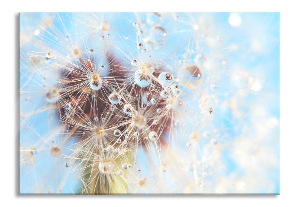Pixxprint Tropfen an Pusteblume Nahaufnahme, Glasbild