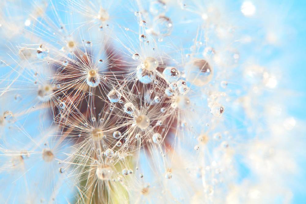 Pixxprint Tropfen an Pusteblume Nahaufnahme, Glasbild Rabatte dieses Monats