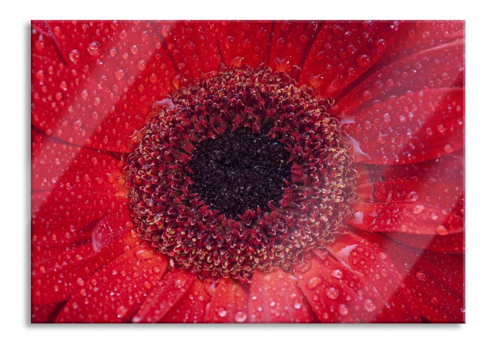 Pixxprint Wassertropfen auf roter Blüte, Glasbild Outlet