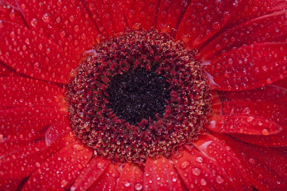 Pixxprint Wassertropfen auf roter Blüte, Glasbild Outlet