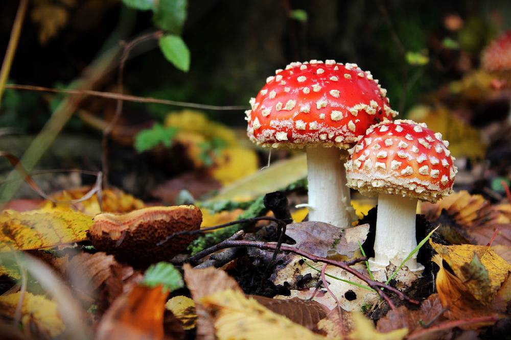 Pixxprint Pilz im Wald, Glasbild Hotsell