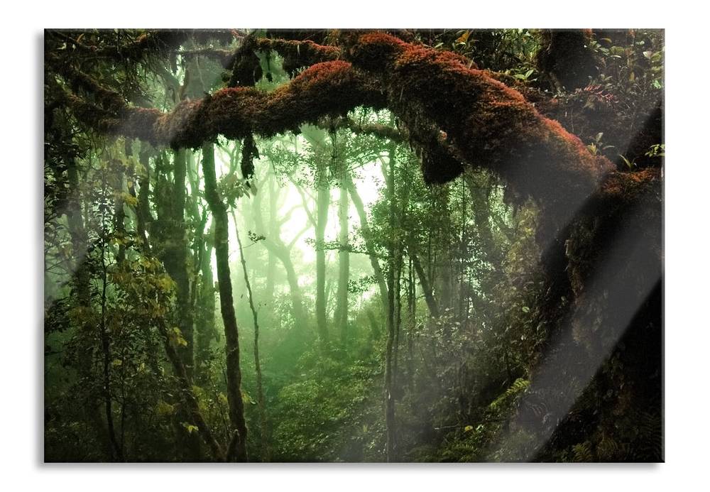 Pixxprint Geheimnisvoller Regenwald, Glasbild Fabrikverkauf