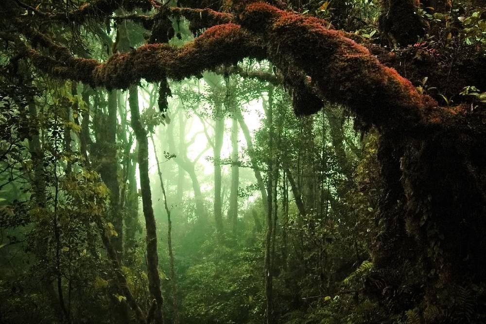 Pixxprint Geheimnisvoller Regenwald, Glasbild Fabrikverkauf