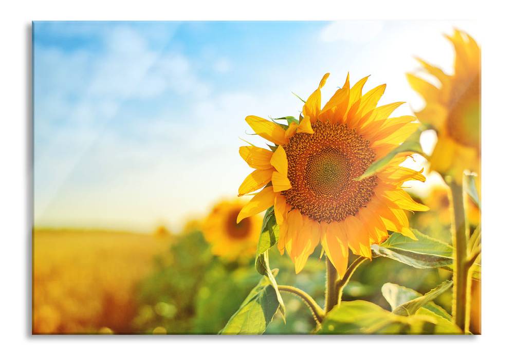 Pixxprint Strahlendes Sonnenblumenfeld, Glasbild Meist gekauft