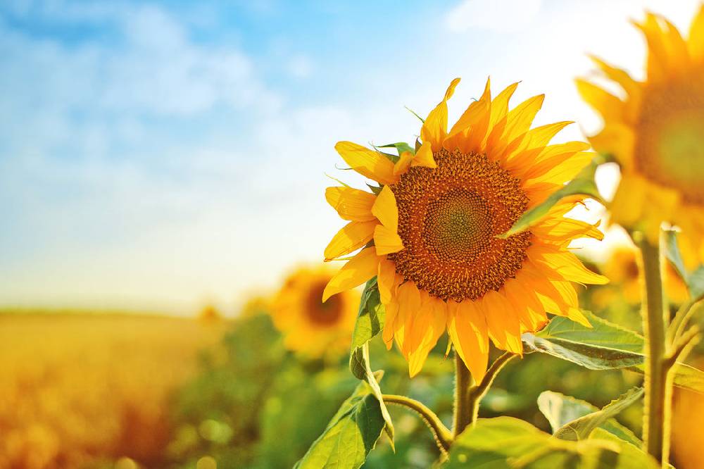 Pixxprint Strahlendes Sonnenblumenfeld, Glasbild Meist gekauft