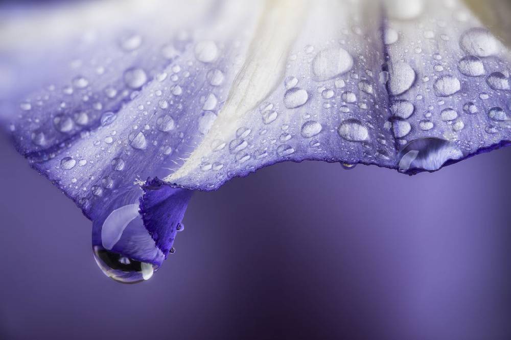 Pixxprint Lila Blüte mit Tropfen, Glasbild Fabrik Onlineshop