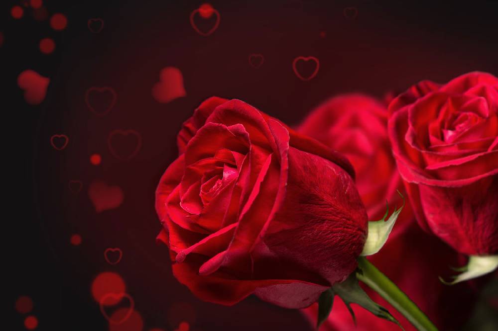 Pixxprint Rosen, Glasbild Günstig kaufen