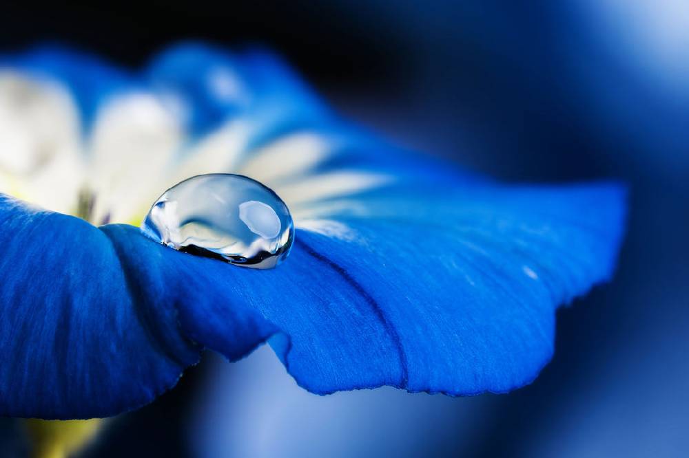 Pixxprint Wassertropfen auf blauer Blüte, Glasbild Großer Ausverkauf