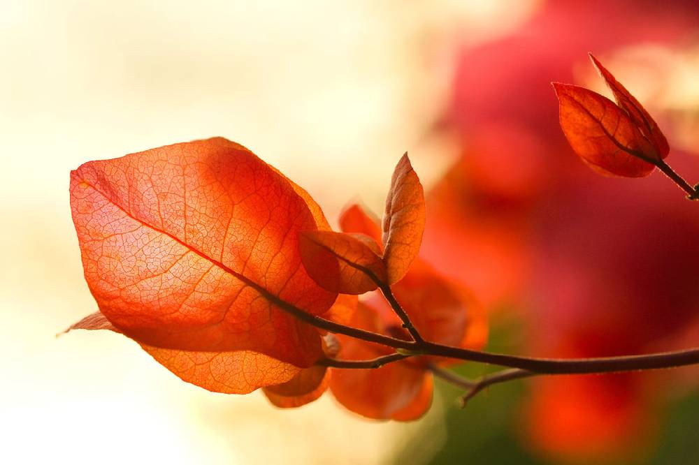 Pixxprint Sonnenstrahlen im Herbst, Glasbild Saisonschlussverkauf