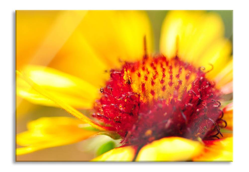 Pixxprint Blüte Nahaufnahme, Glasbild