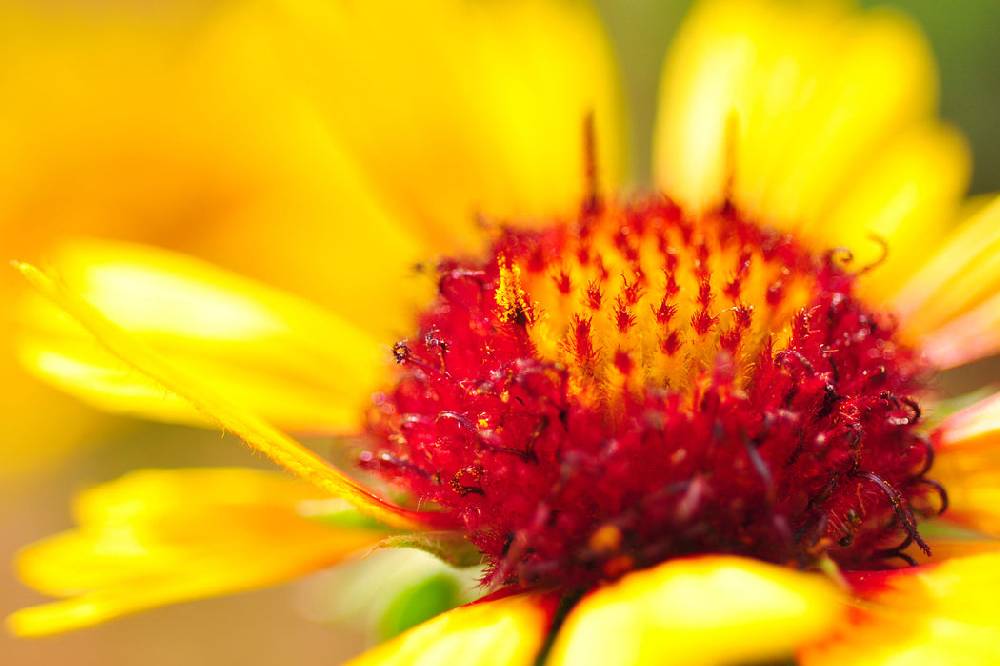 Pixxprint Blüte Nahaufnahme, Glasbild Cyber Monday