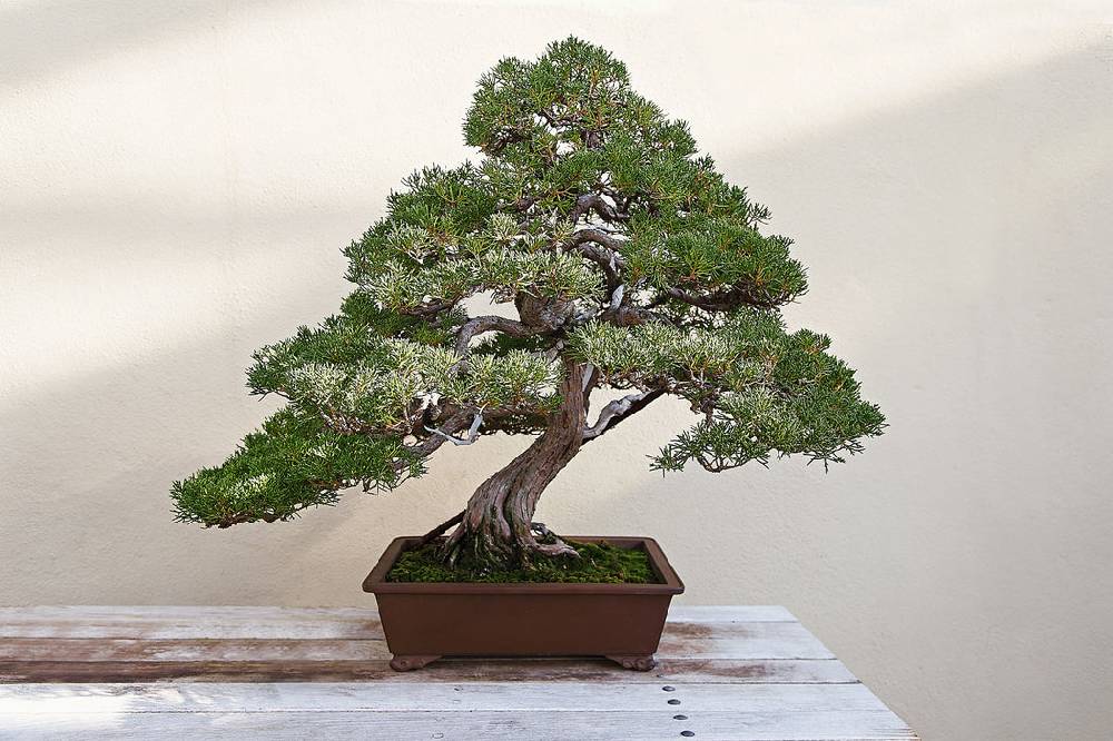 Pixxprint Bonsai Baum, Glasbild Lagerräumung