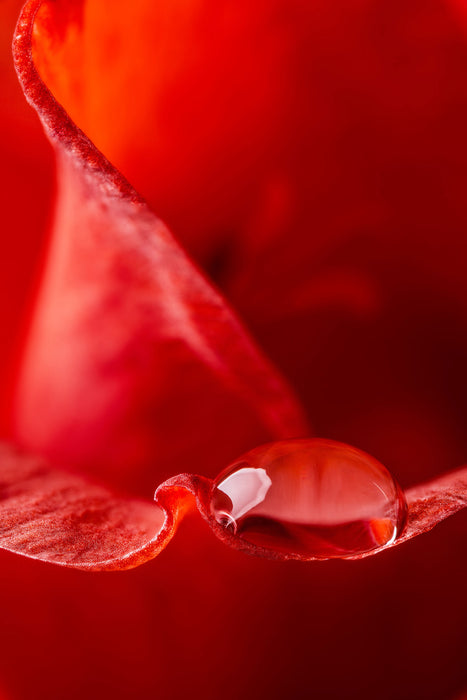 Pixxprint Tropfen auf Blüte Nahaufnahme, Glasbild Heißer Verkauf