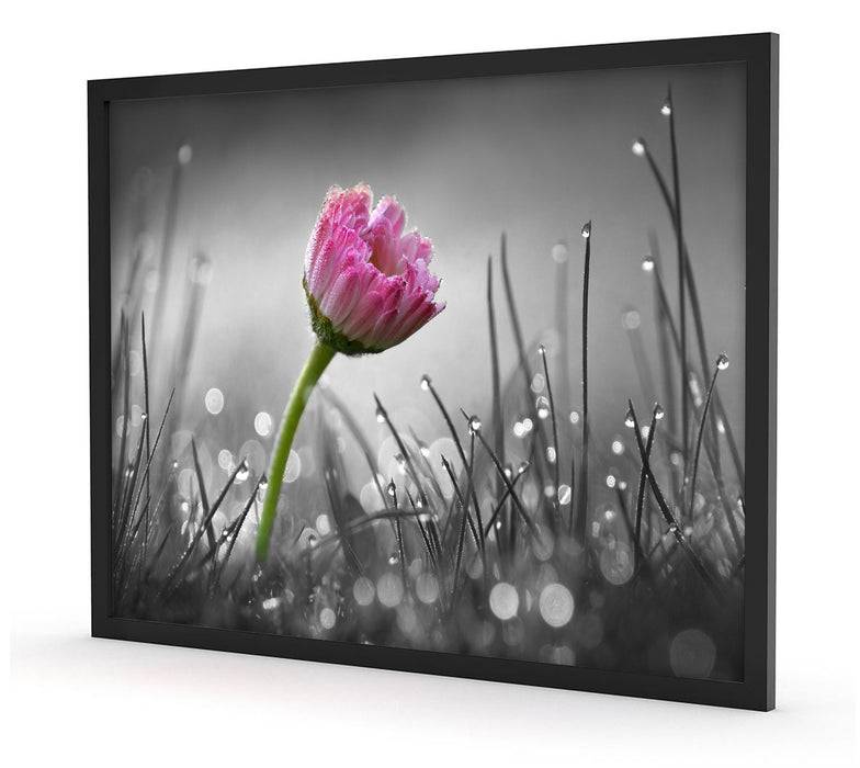 Pixxprint rosa Gänseblümchen im Gras, Poster mit Bilderrahmen Bis zu 65% Rabatt