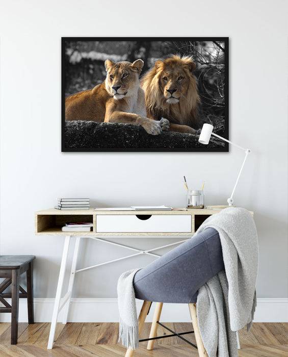 Pixxprint interessiertes Löwenpaar, Poster mit Bilderrahmen Sonderangebot der Fabrik