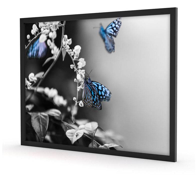 Pixxprint Schmetterlinge auf Blumen, Poster mit Bilderrahmen Vierteljährliche Förderung
