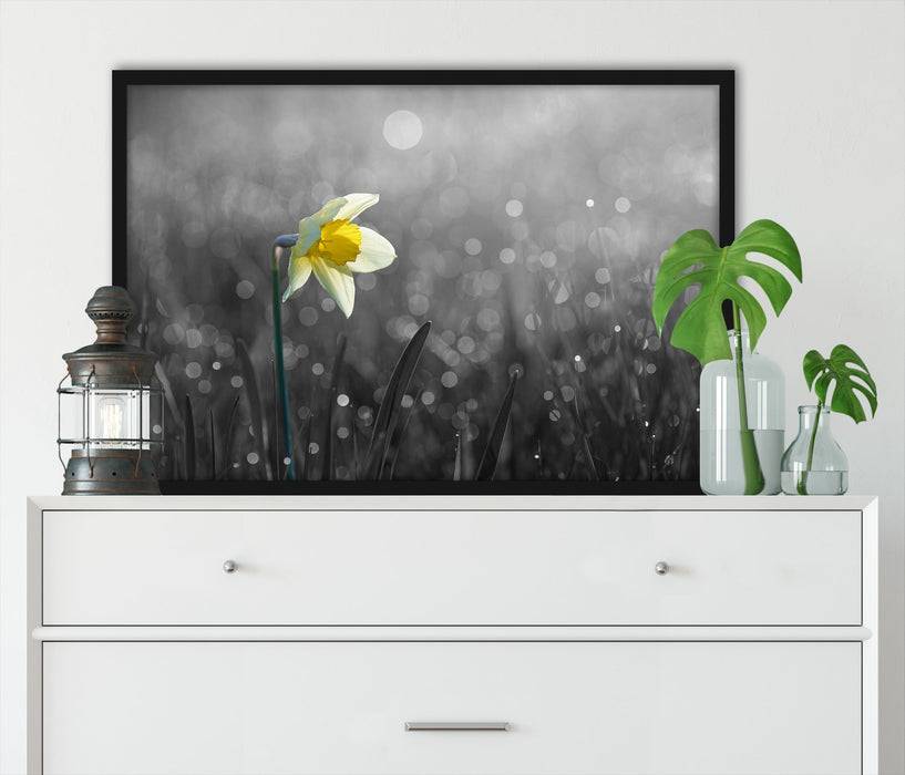 Pixxprint Narzissenblume in der Morgensonne, Poster mit Bilderrahmen Clearance-Verkauf