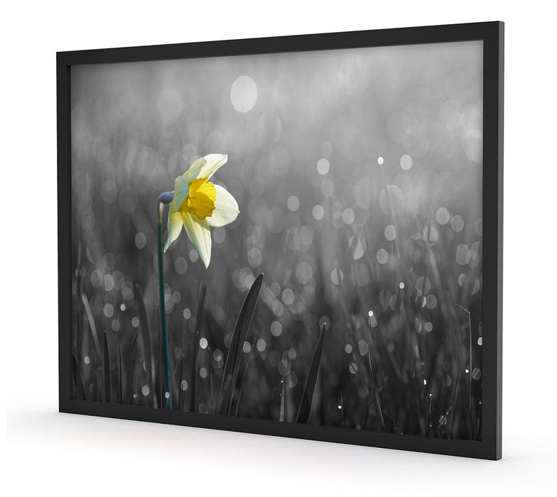 Pixxprint Narzissenblume in der Morgensonne, Poster mit Bilderrahmen Clearance-Verkauf