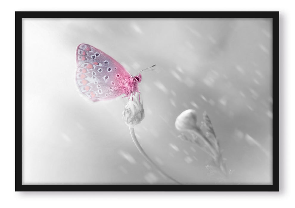 Pixxprint Schmetterling auf Blütenknospen, Poster mit Bilderrahmen