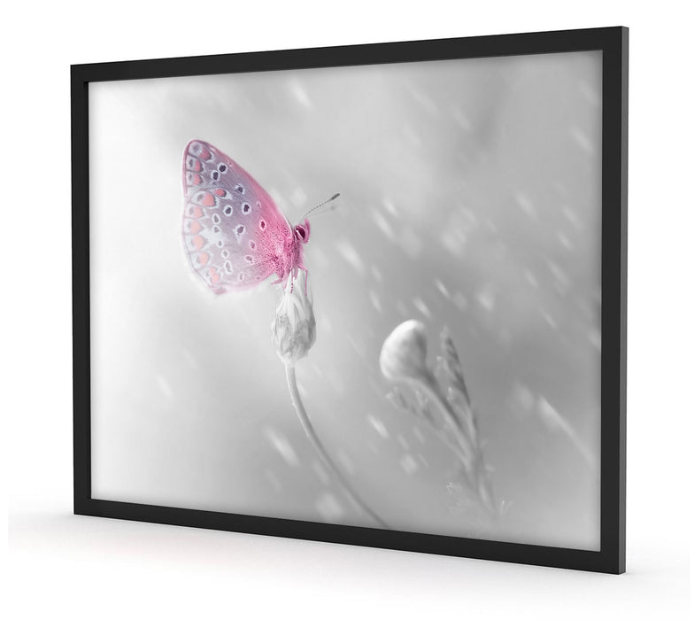 Pixxprint Schmetterling auf Blütenknospen, Poster mit Bilderrahmen Fabrikladen