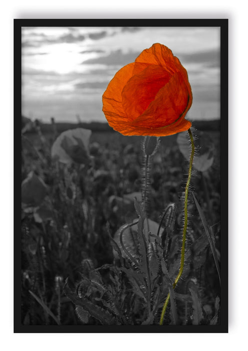 Pixxprint Mohnfeld, Poster mit Bilderrahmen