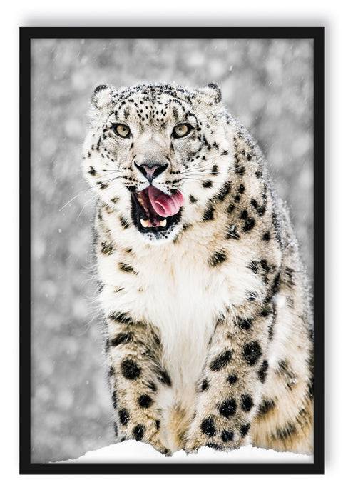 Pixxprint Leopard im Schnee, Poster mit Bilderrahmen Speichern exportieren