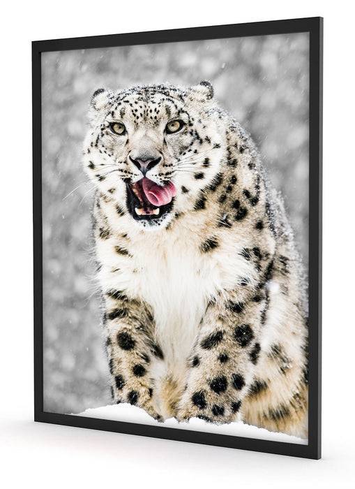 Pixxprint Leopard im Schnee, Poster mit Bilderrahmen Speichern exportieren