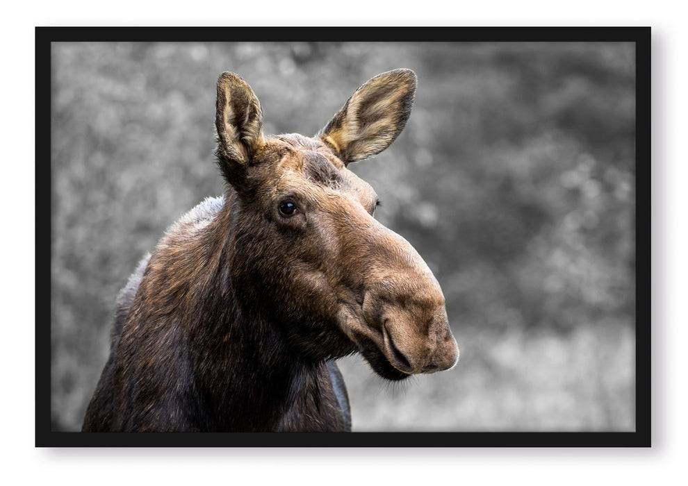 Pixxprint Elch im Wald, Poster mit Bilderrahmen Im Verkauf