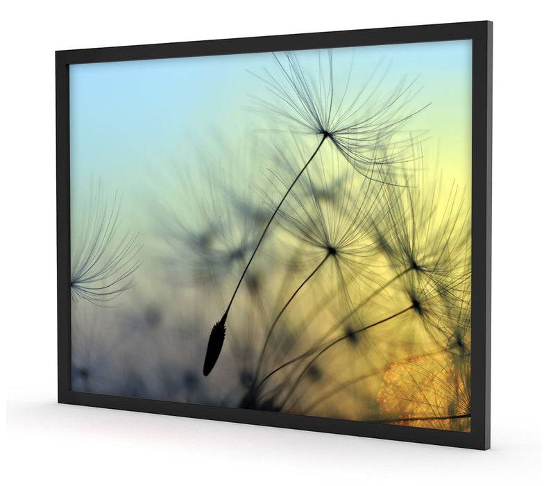 Pixxprint Pusteblumen mit Tautropfen, Poster mit Bilderrahmen Online