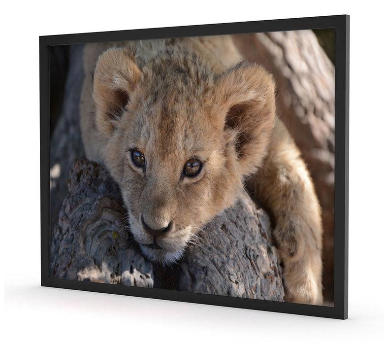 Pixxprint Süßes Löwenbaby, Poster mit Bilderrahmen Outlet