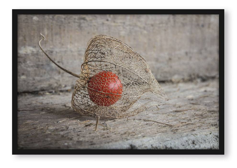 Pixxprint Physalis, Poster mit Bilderrahmen